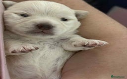 Mixed Breed dogs for sale: 2 chihuahua x jack Russell  - Image 4