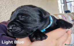 Labrador Retriever dogs for sale: Labrador Retriever Puppies - Image 8