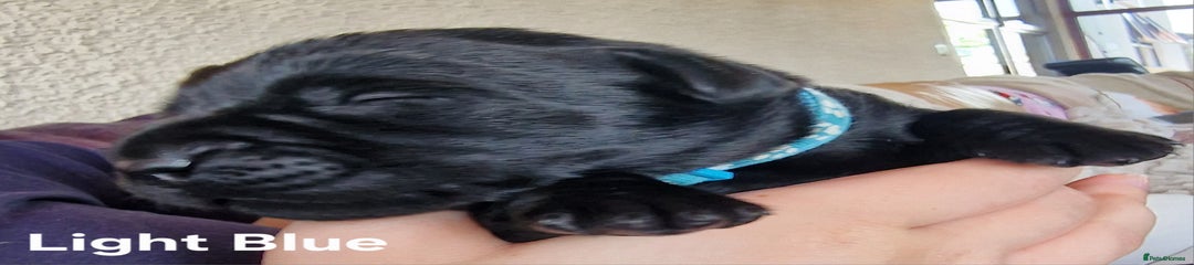 Labrador Retriever Puppy 2