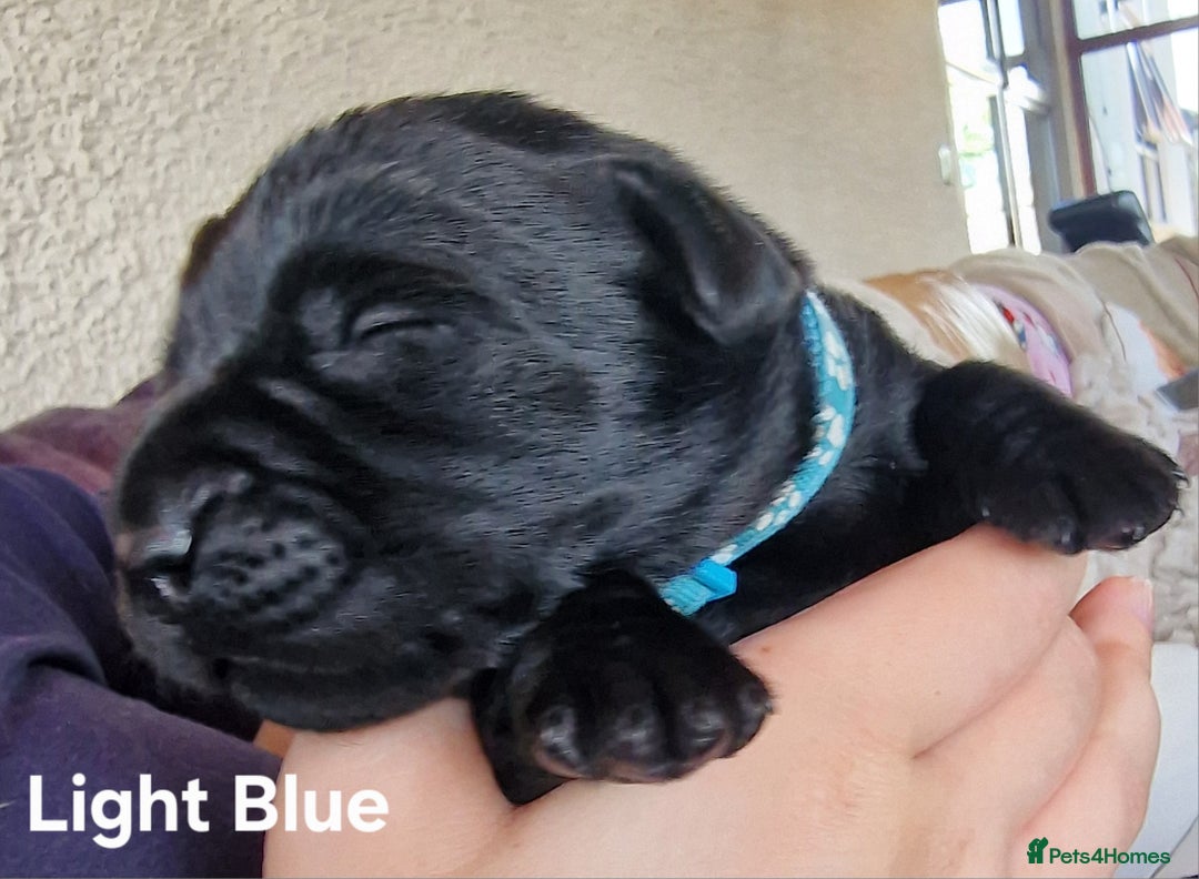 Labrador Retriever dogs for sale: Labrador Retriever Puppies - Image 8