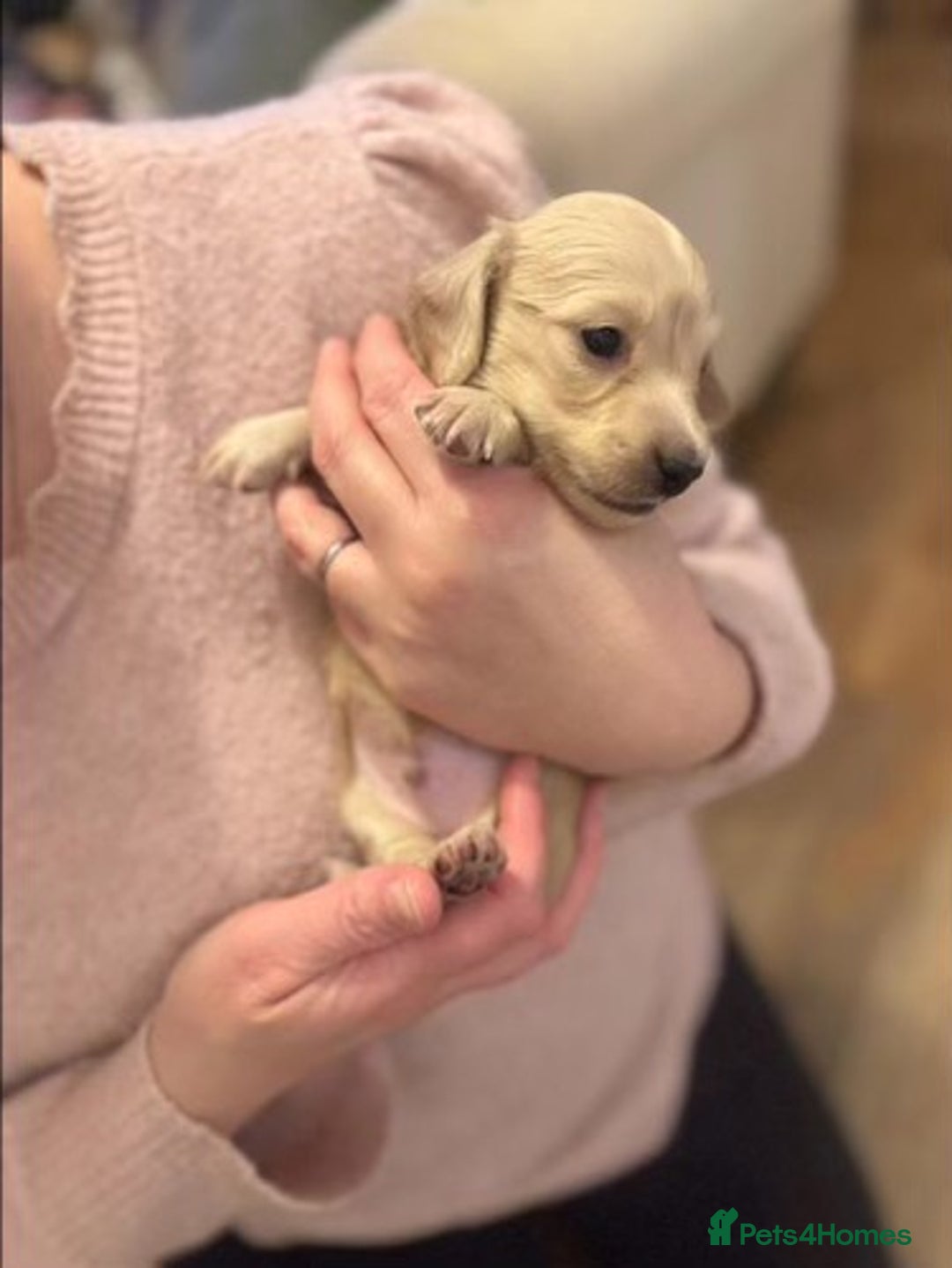 Miniature Dachshund dogs for sale: Cream Miniature long haired dachshunds - Advert 5