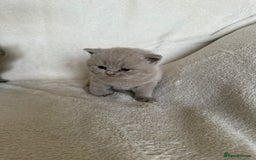 British Shorthair cats for sale: Gorgeous purebred British shorthair kittens - Image 6
