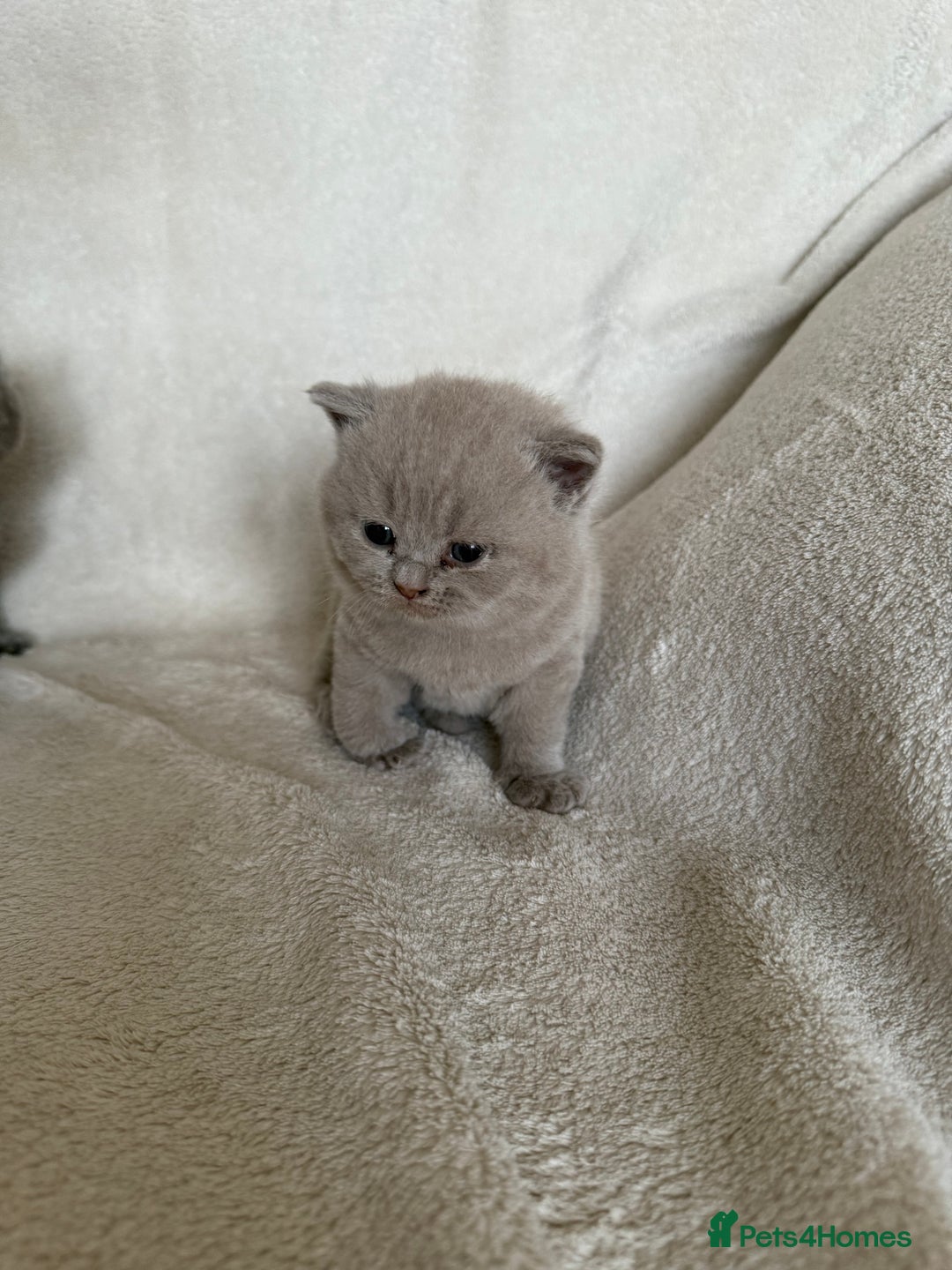 British Shorthair cats for sale: Gorgeous purebred British shorthair kittens - Image 6