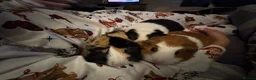 Guinea Pig rodents for sale: 3 females  - Advert 3