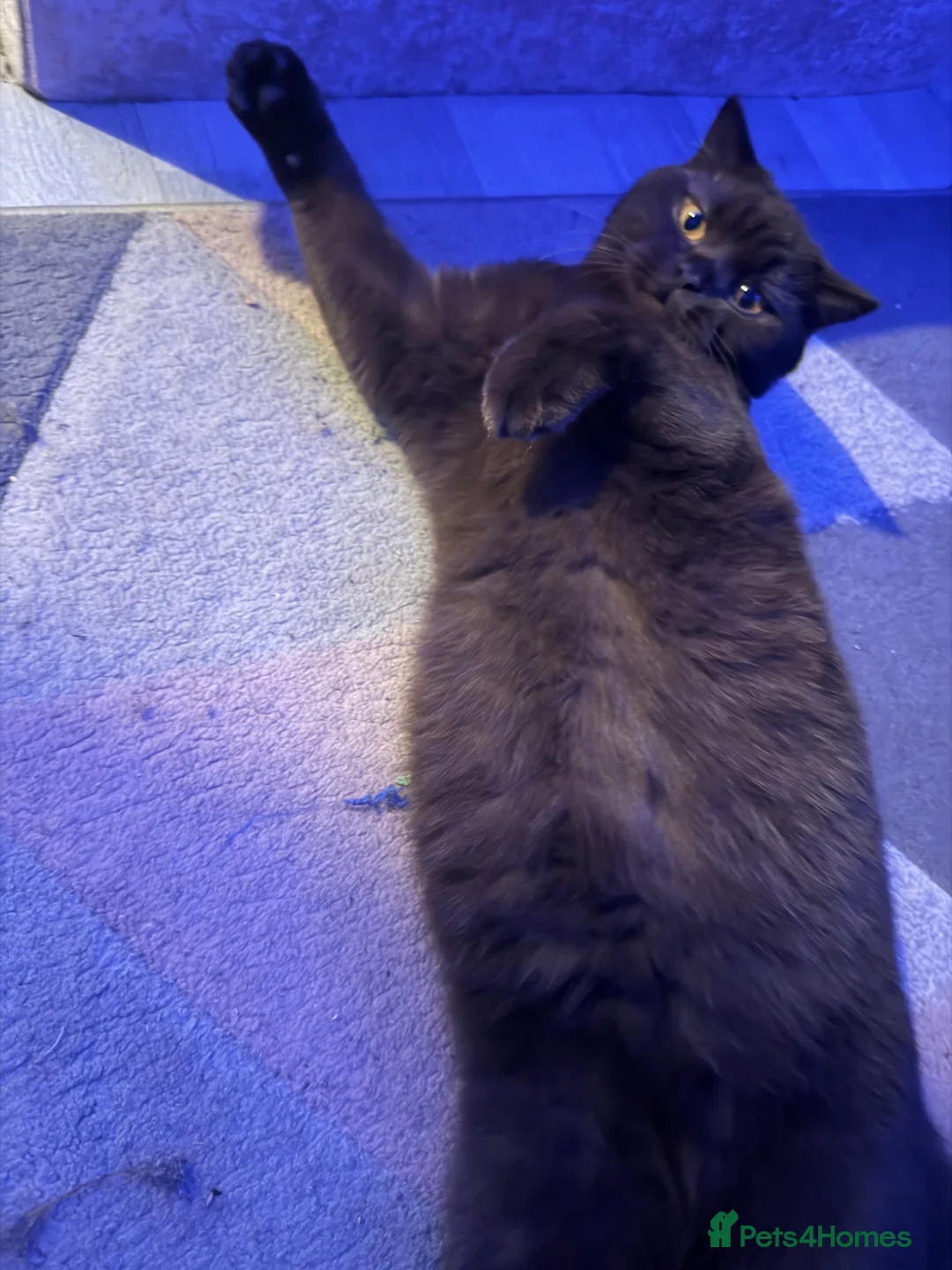 Scottish Fold cats for sale: Scottish fold  - Advert 1