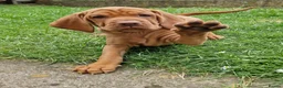 Hungarian Vizsla dogs for sale: READY TO LEAVE ,. 4 Beautiful girls left. - Advert 21