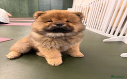Chow Chow dogs for sale: Chow Puppies looking for new home - Image 26