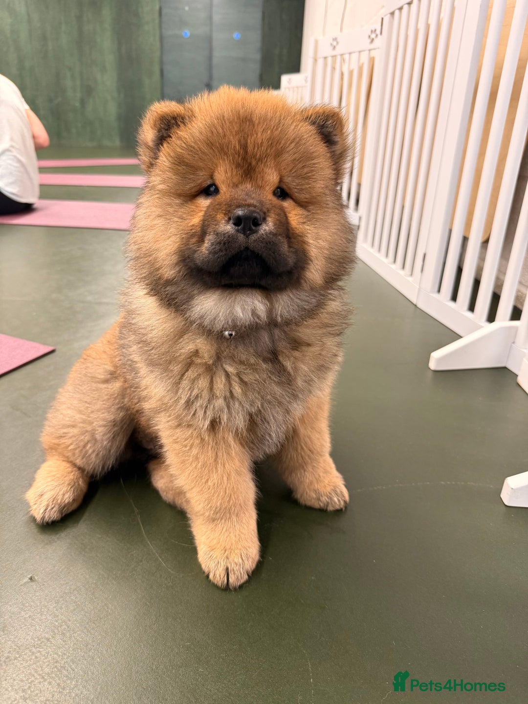 Chow Chow dogs for sale: Chow Puppies looking for new home - Image 26