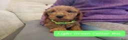Goldendoodle dogs for sale: Goldendoodle puppies - Advert 12