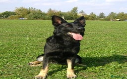 German Shepherd dogs for sale: CZECH DDR WEST GERMAN OLD BLOODLINE KC - Image 22