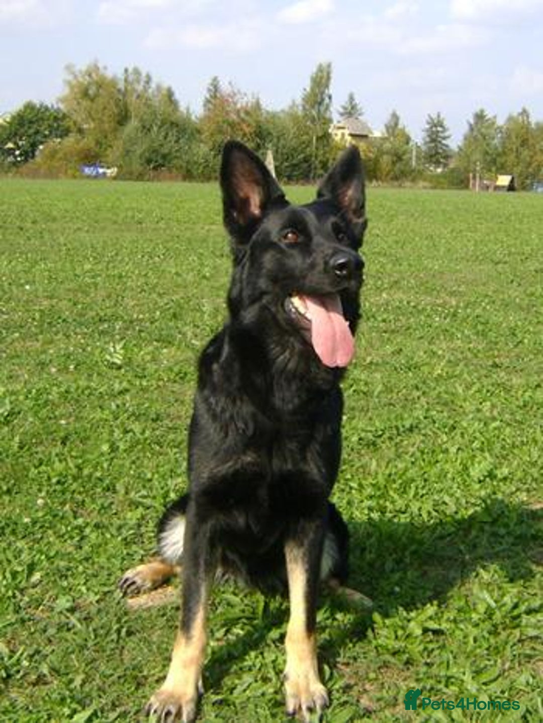 German Shepherd dogs for sale: CZECH DDR WEST GERMAN OLD BLOODLINE KC - Image 22