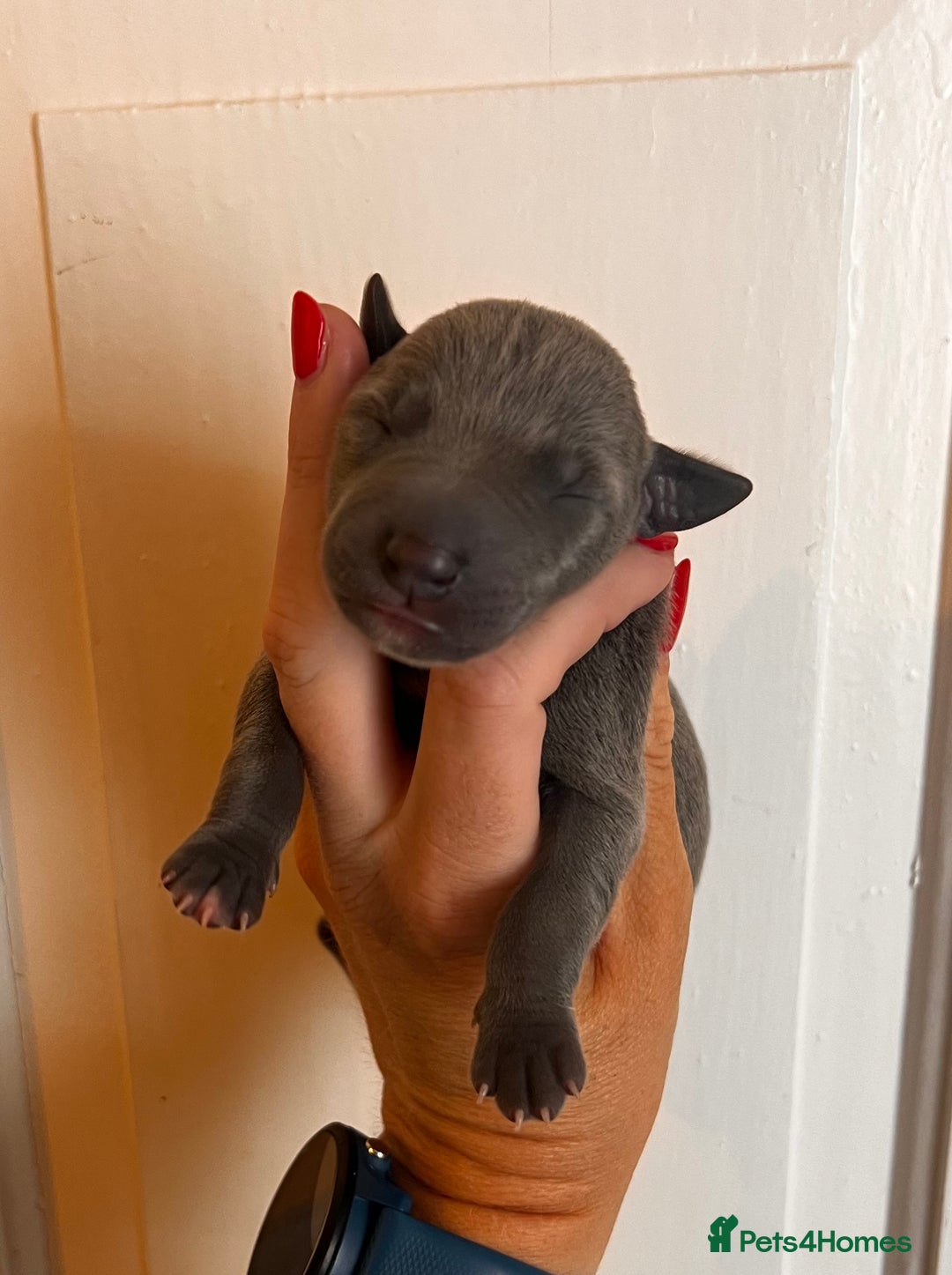 Whippet dogs for sale: Lovely petite Whippets - Image 17