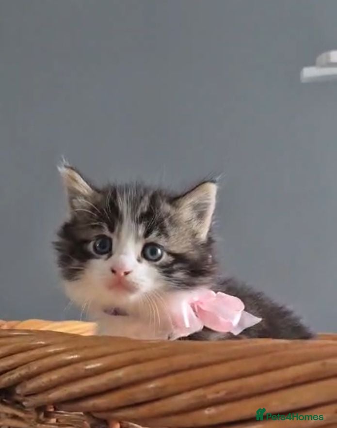 Mixed Breed cats Jupiter little Girl still available  - Advert 13