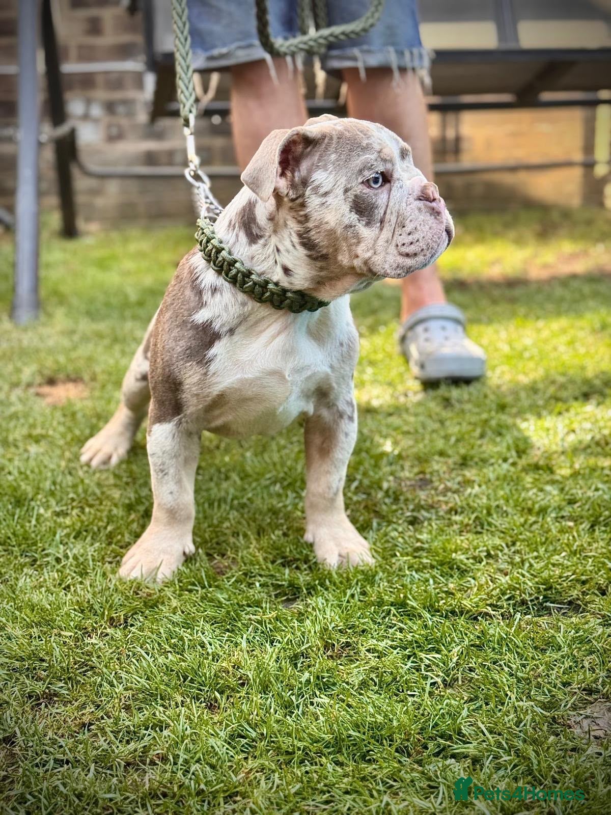 English Bulldog dogs LAST 3 🇬🇧 English Bulldogs 🧬 REDUCED  - Advert 11