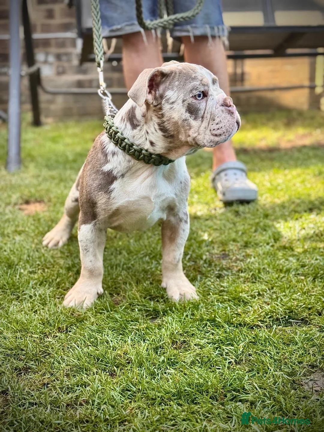English Bulldog dogs for sale: LAST 3 🇬🇧 English Bulldogs 🧬 REDUCED  - Advert 1