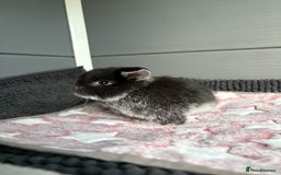 Mini Lop rabbits for sale: Little fluffy mini lops  - Image 5