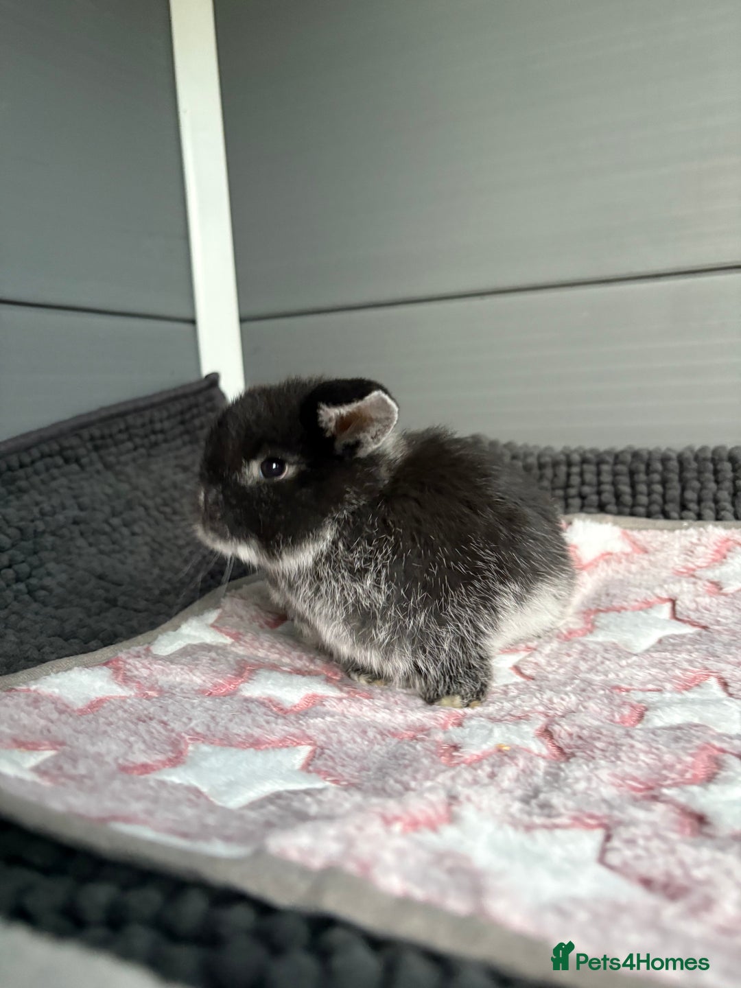 Mini Lop rabbits for sale: Little fluffy mini lops  - Image 5
