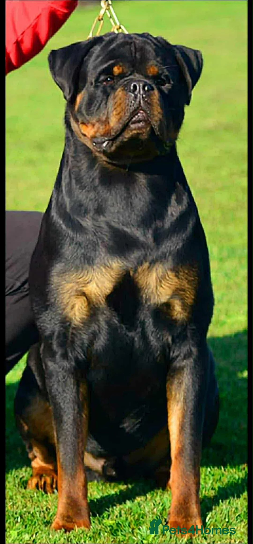 Rottweiler dogs for sale: Top quality kc pups for sale timitor X edelstein - Advert 25