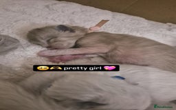 Ragdoll cats for sale: Quality ragdoll kittens 🐾 Sepias & traditional  - Image 17