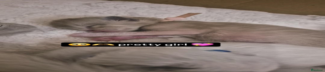 Pink collar SEPIA