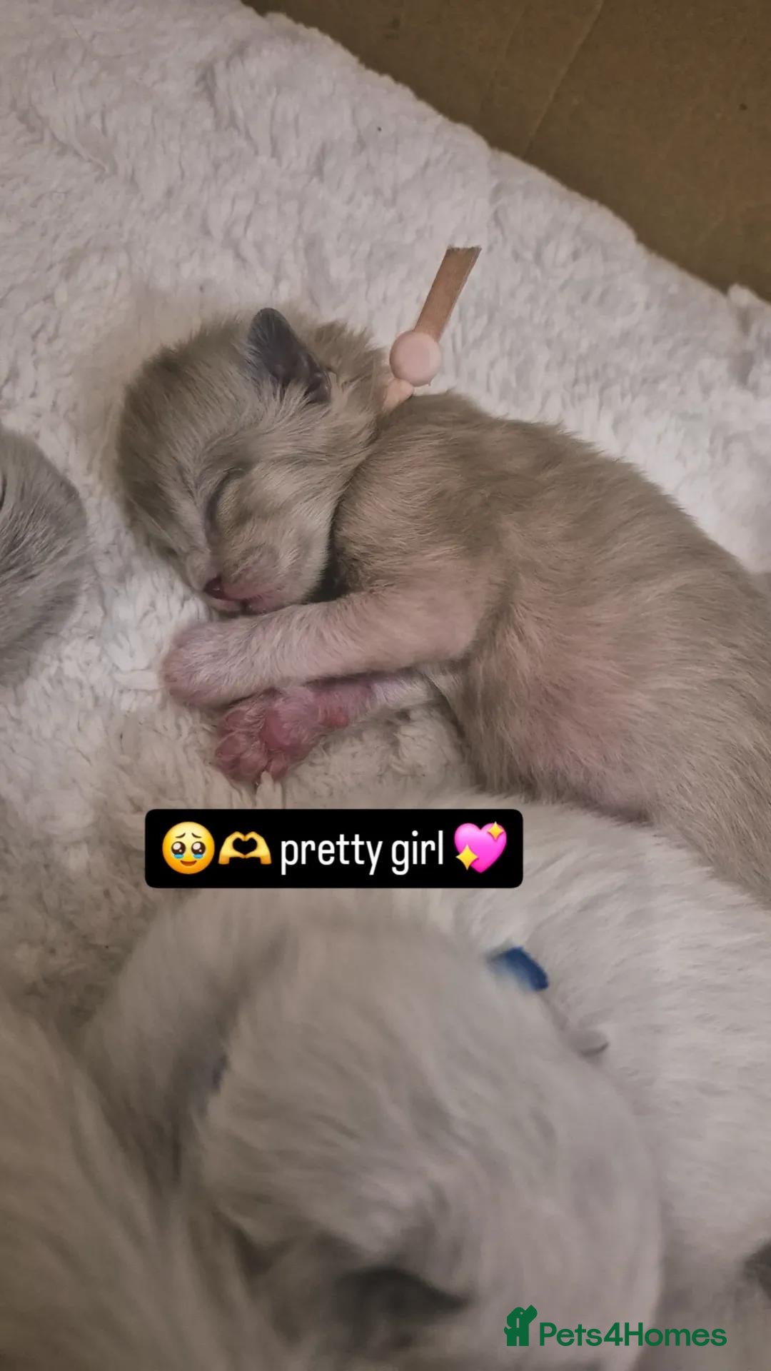 Ragdoll cats for sale: Quality ragdoll kittens 🐾 Sepias & traditional  - Image 17