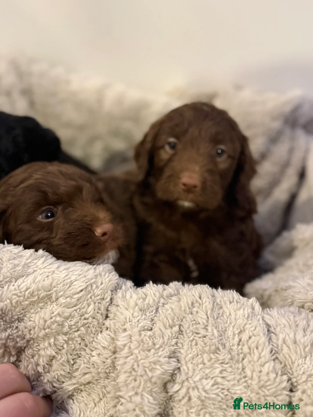 Mixed Breed dogs for sale: Stunning Litter of Sproodles 🤎🖤 - Advert 8