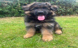 German Shepherd dogs for sale: Top Quality GSD puppies available  - Image 9