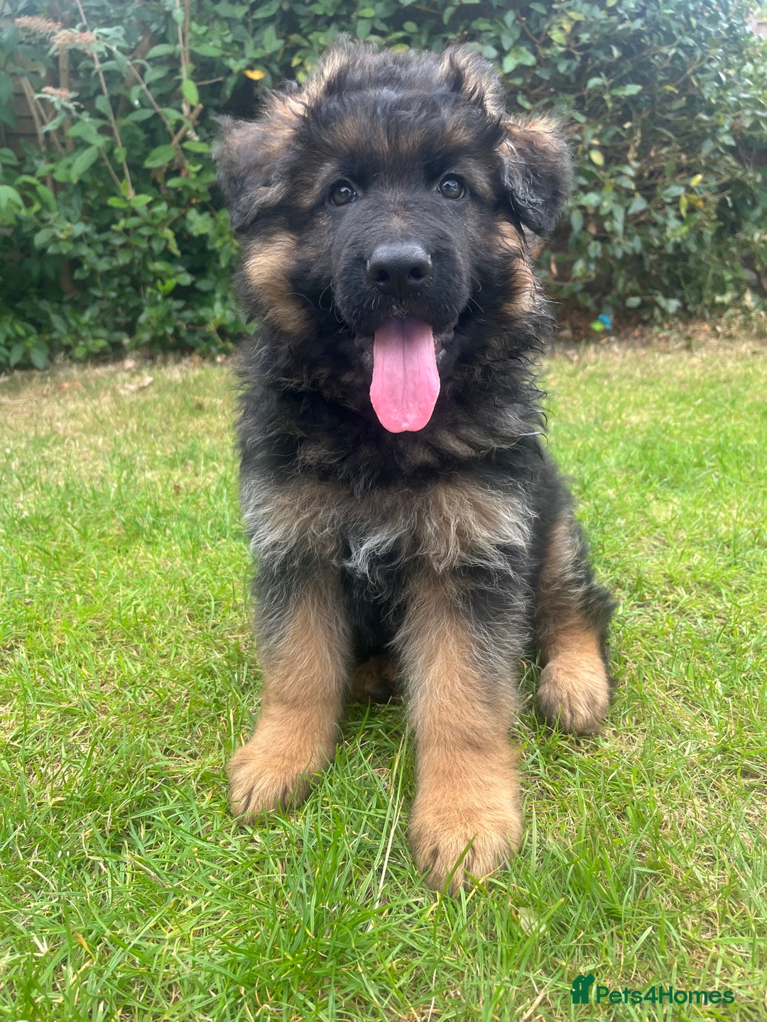 German Shepherd dogs for sale: Top Quality GSD puppies available  - Image 9