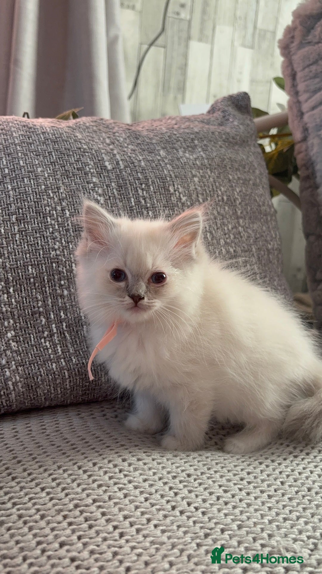 Ragdoll cats for sale: Stunning Ragdoll kittens available  - Image 9
