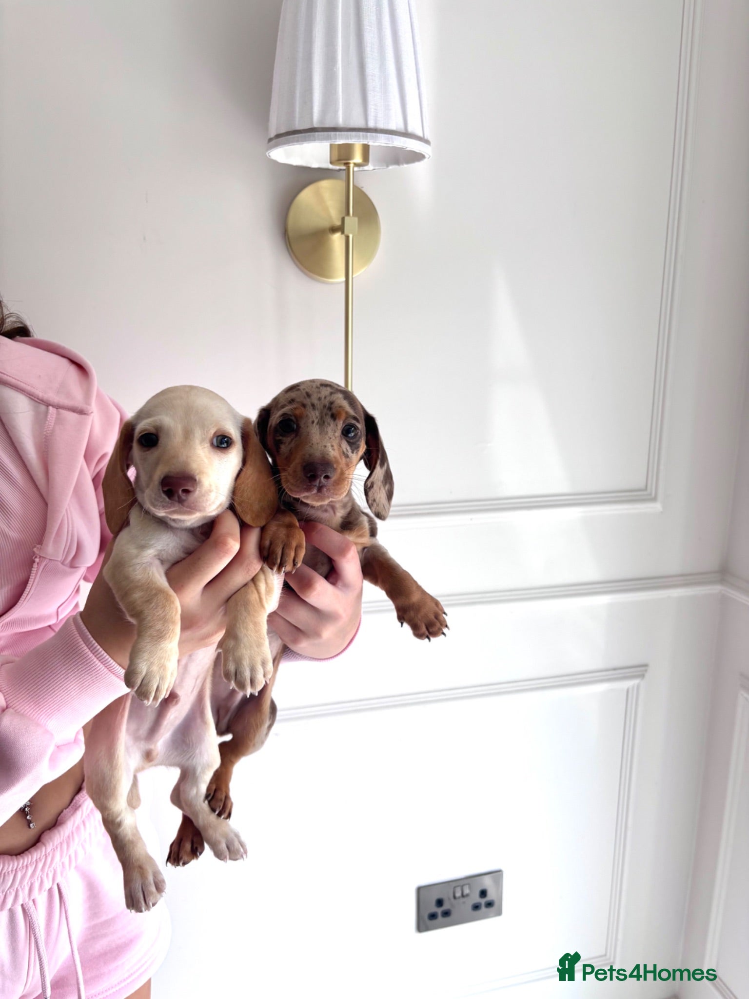 Miniature Dachshund dogs True miniature Kc dachshunds  - Advert 2