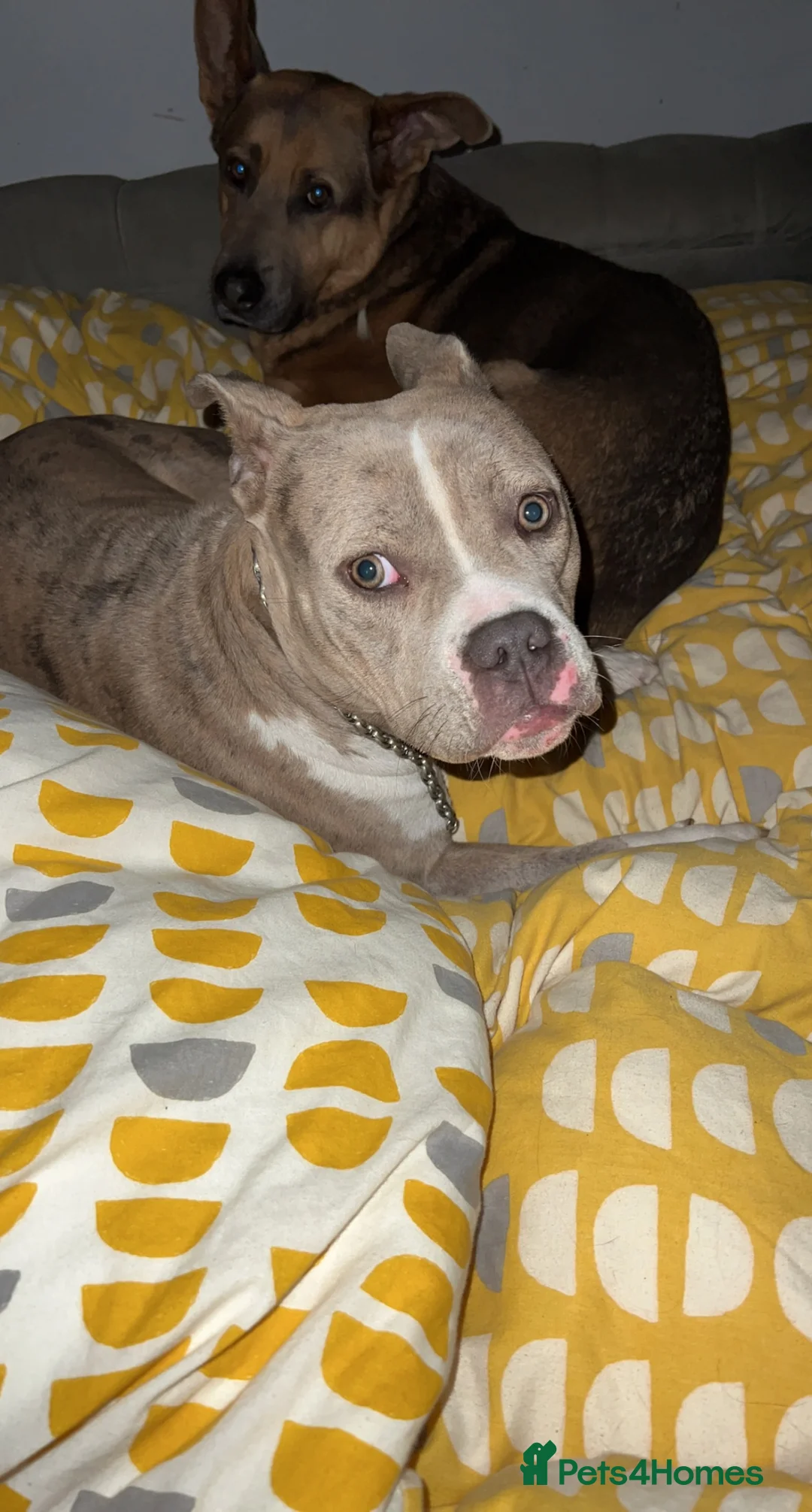 Mixed Breed dogs for sale: Female pocket bully in Sheffield - Advert 2