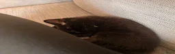 Mixed Breed cats for sale: Two beautiful girls  - Advert 6