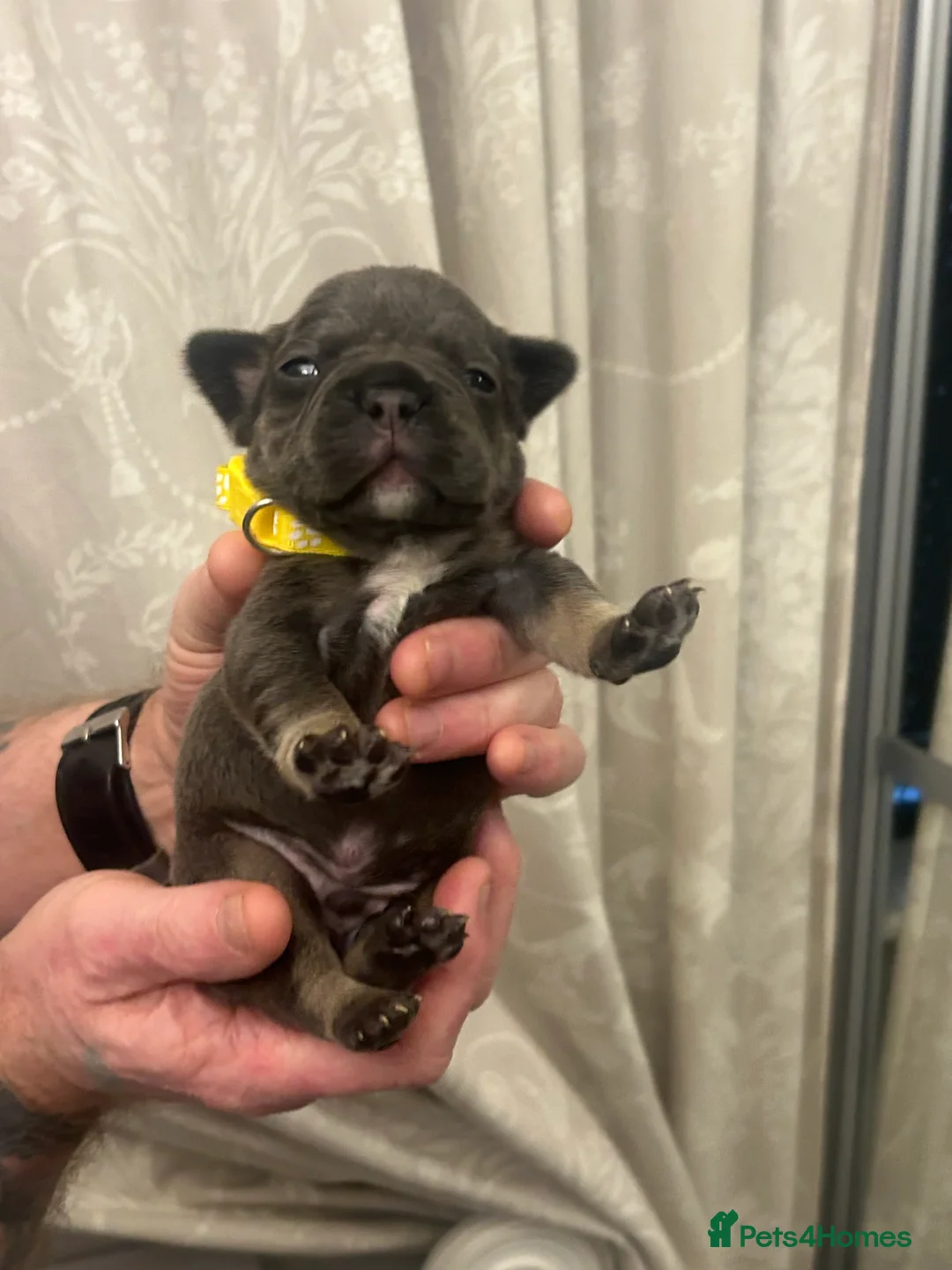 French Bulldog dogs for sale: 9 top quality fluffy carrying french bulldogs  - Advert 14