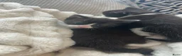 Mixed Breed cats for sale: 2 beautiful kittens - Advert 4