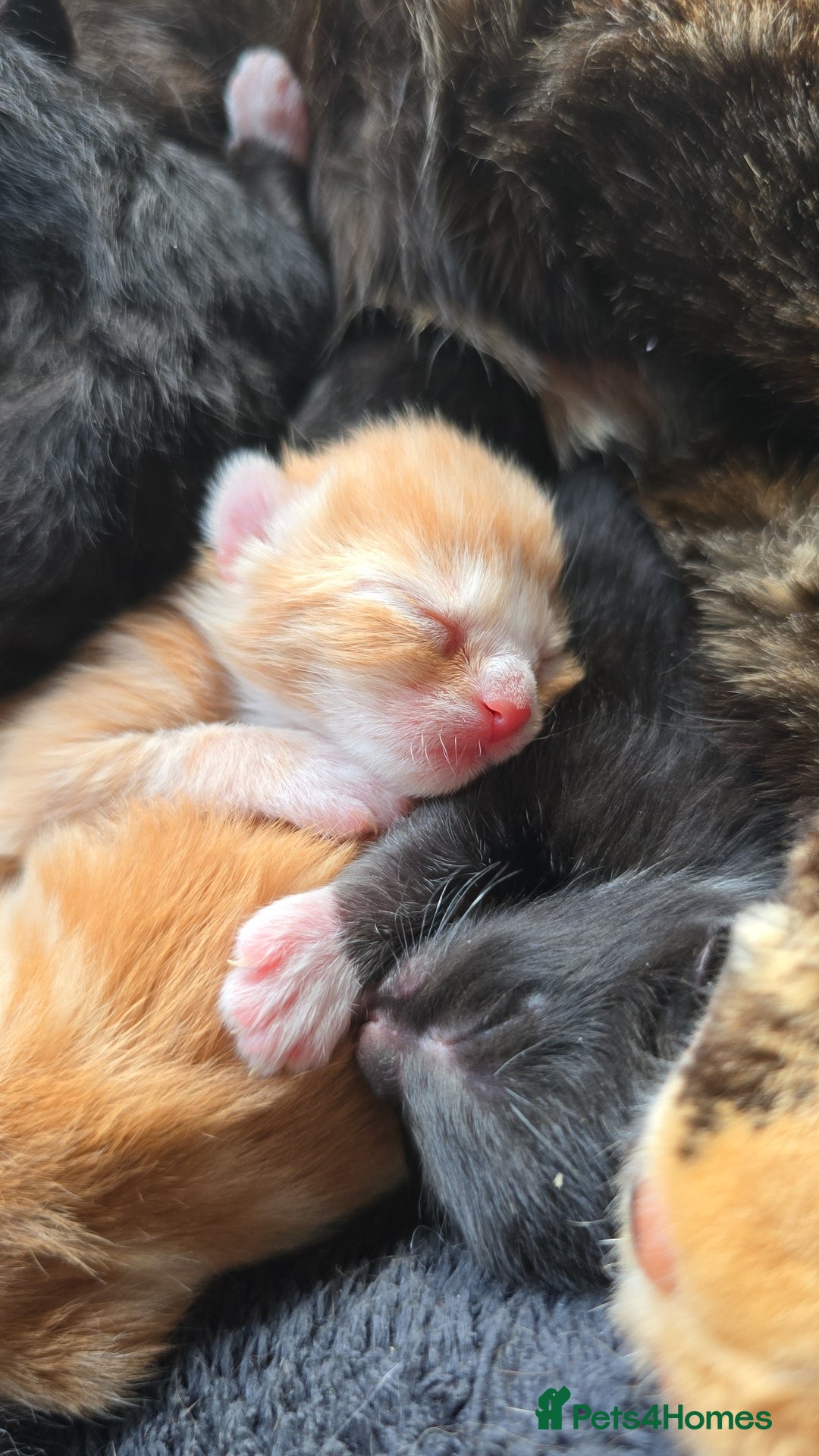 Mixed Breed cats for sale: Kittens for Sale - Image 7