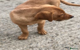 Labrador Retriever dogs for sale: 1 FOXRED LABRADOR PUPPY 5* Licensed breeder - Image 8