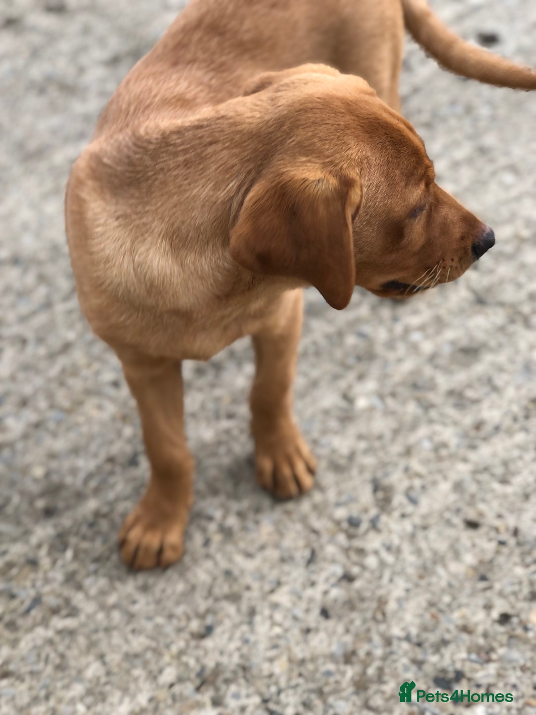 Labrador Retriever dogs for sale: 1 FOXRED LABRADOR PUPPY 5* Licensed breeder - Image 8