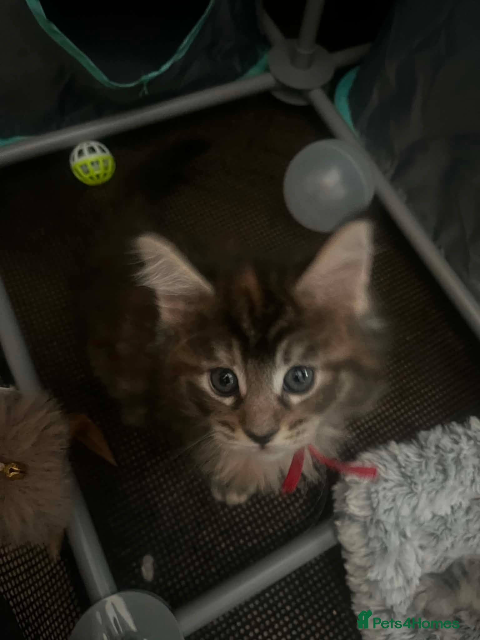 Maine Coon cats **PURE Maine Coon Kittens** 2 Boys / 4 Girls - Advert 2