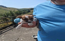 Jack Russell dogs for sale: Miniature Jack Russell's - Image 6