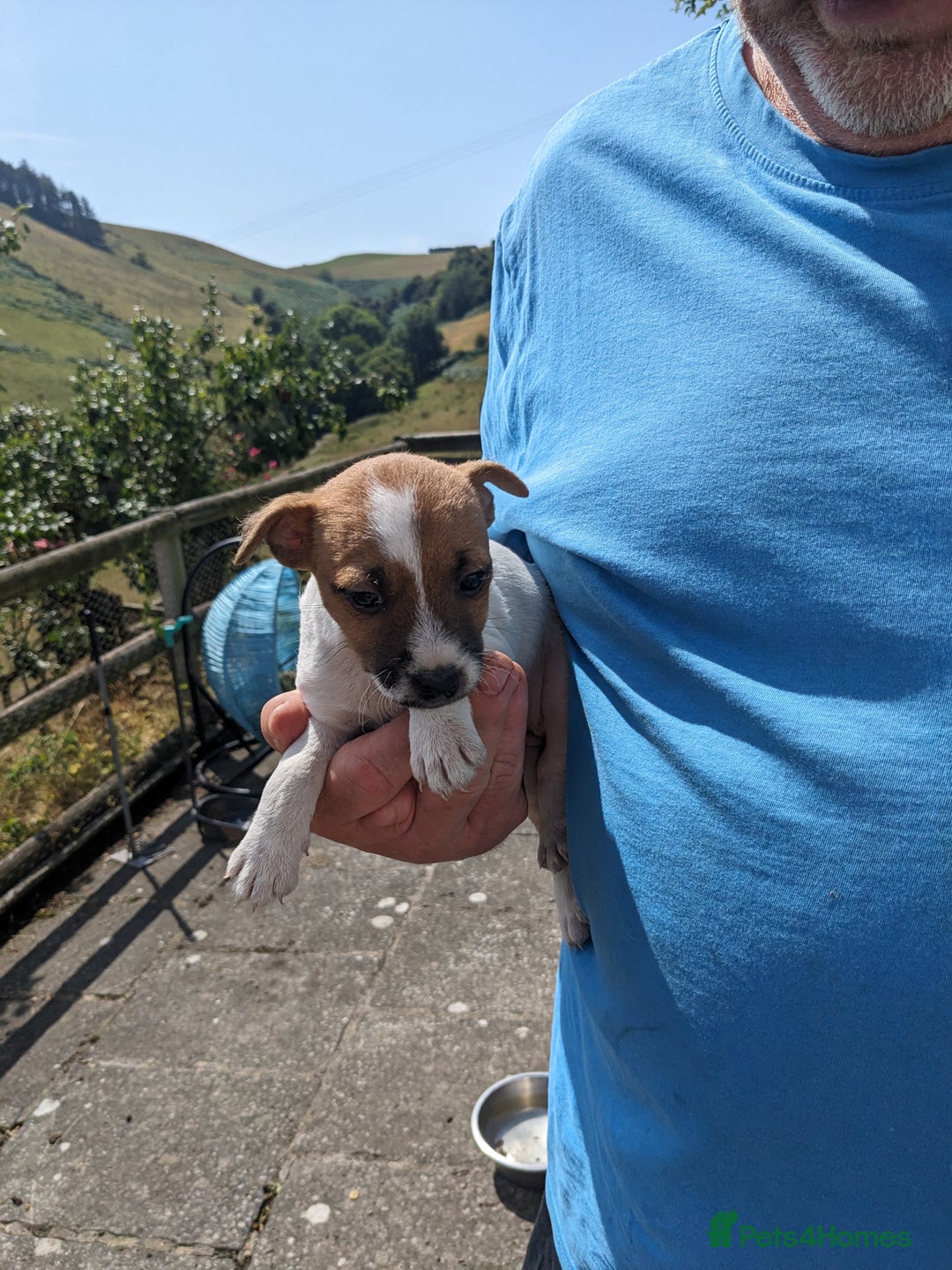 Jack Russell dogs for sale: Miniature Jack Russell's - Image 6