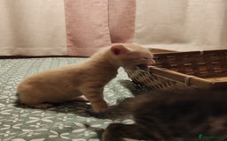 Mixed Breed cats for sale: 6 Gorgeous Kittens Looking for Forever Homes  - Image 28