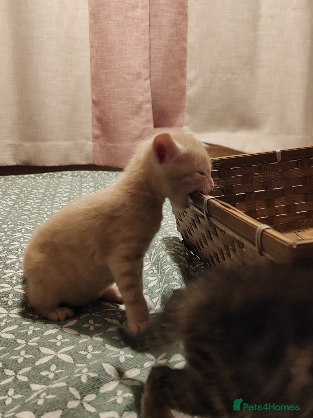 Mixed Breed cats for sale: 6 Gorgeous Kittens Looking for Forever Homes  - Image 28