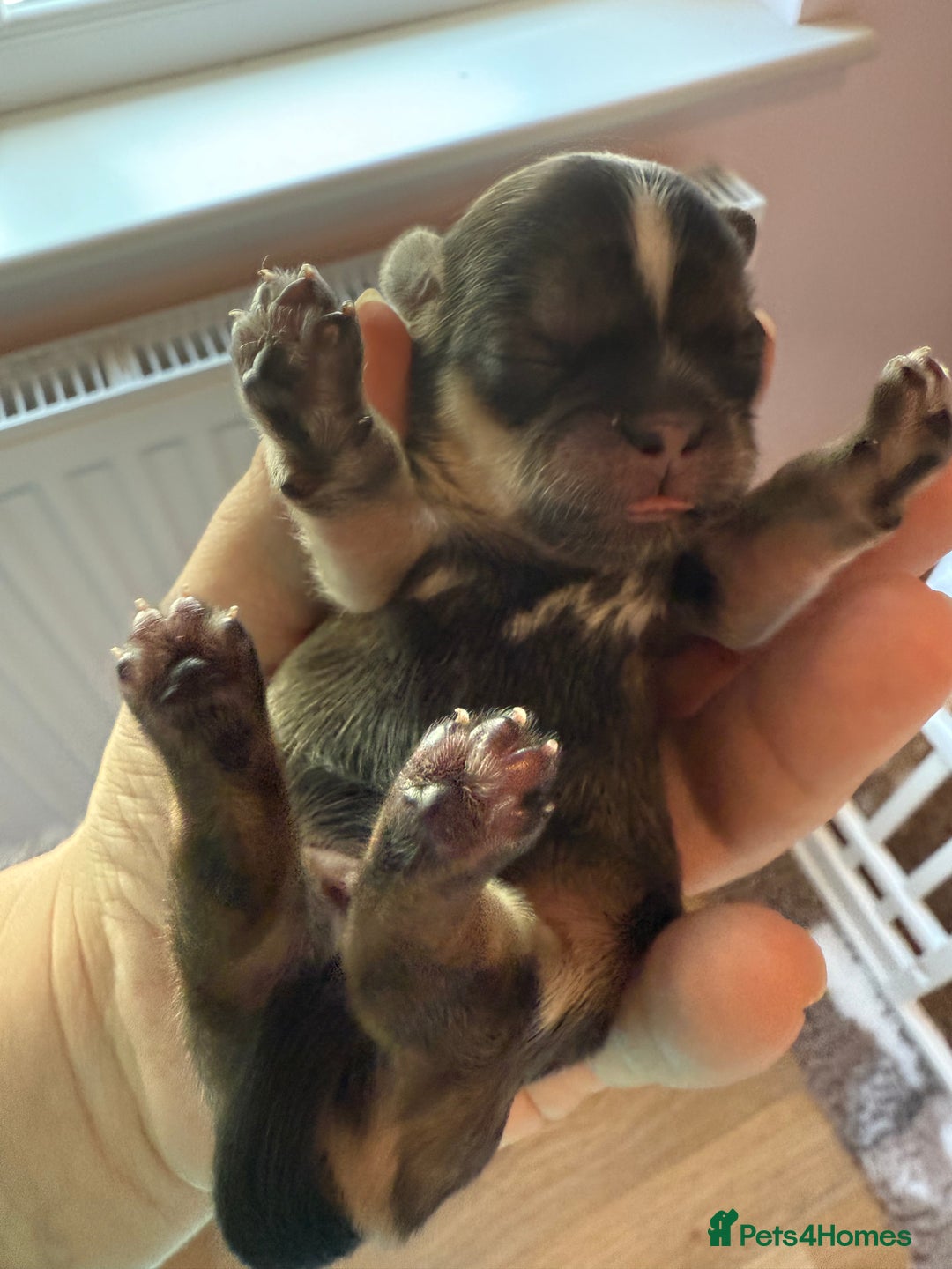 Shih Tzu dogs for sale: Imperial shih tzu boys  - Image 5