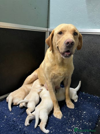 Labrador Retriever dogs - Advert 4