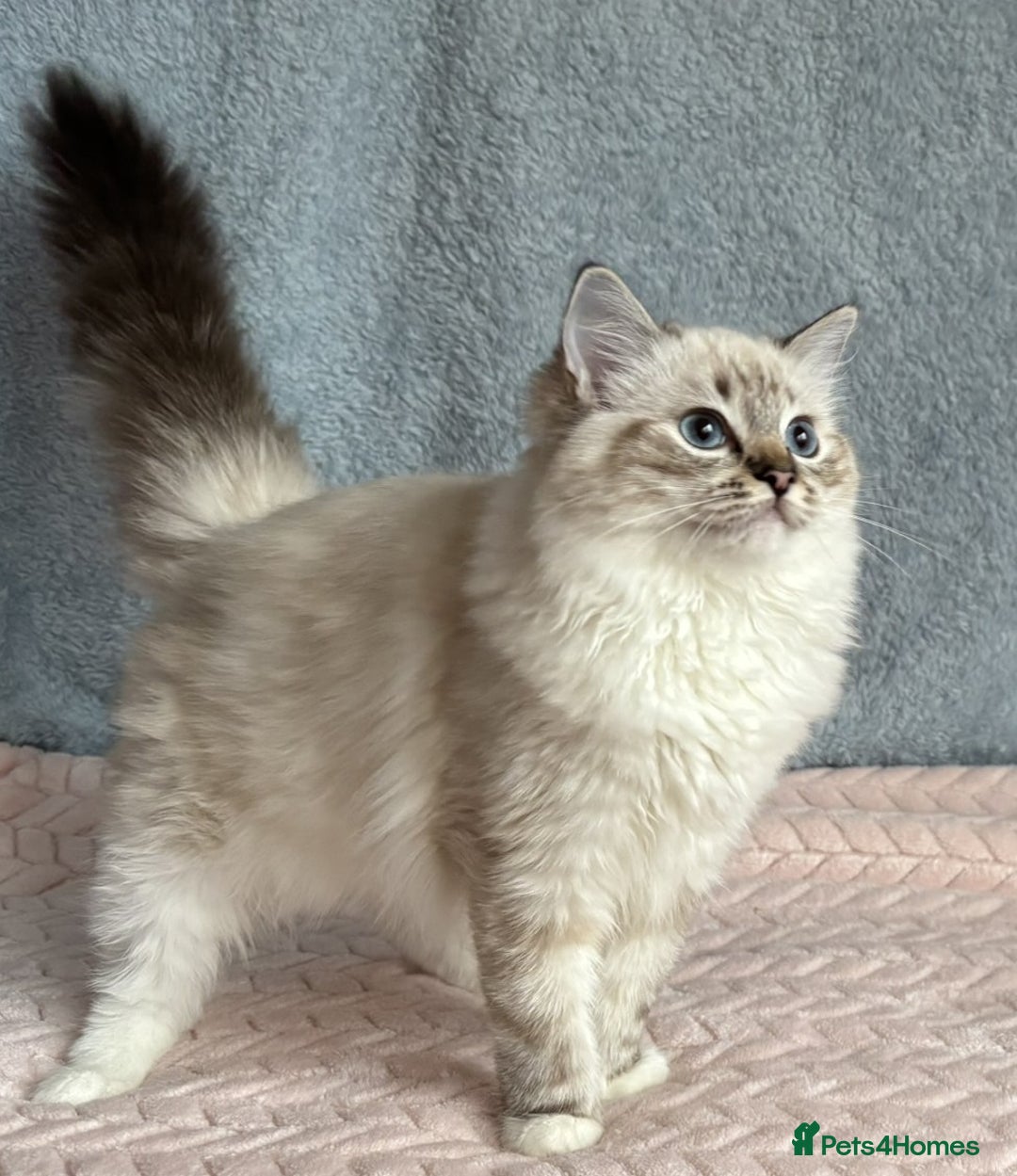 Ragdoll cats for sale: Three beautiful Ragdoll Ready to Leave 20/12/2025  - Advert 5