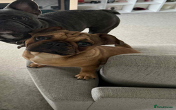 Frug dogs for sale: French bulldog x pug puppy  - Image 2