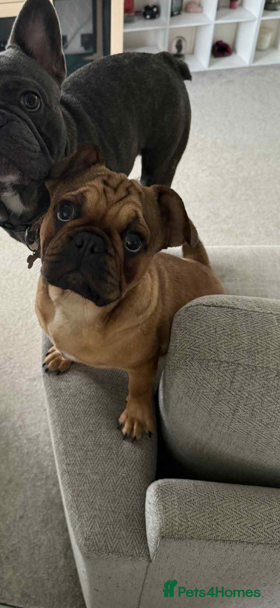 Frug dogs for sale: French bulldog x pug puppy  - Image 2