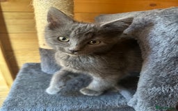 Ragdoll cats for sale: Ragdolls for sale  - Image 7
