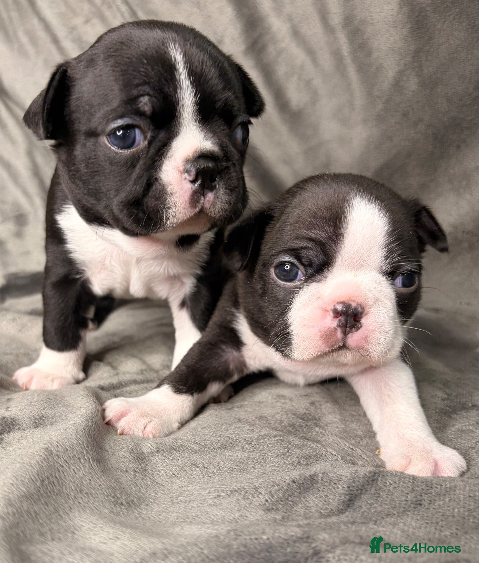 Boston Terrier dogs Bostixon KC Registered Boston Terrier Puppies - Advert 1