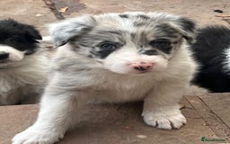 Border Collie dogs for sale: Border collie puppies with KC registered parents - Image 23